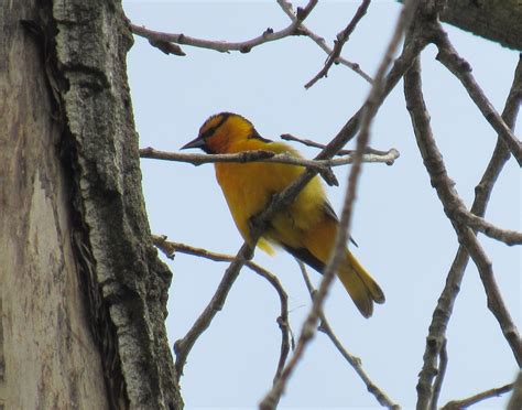 Bullock's Orioles