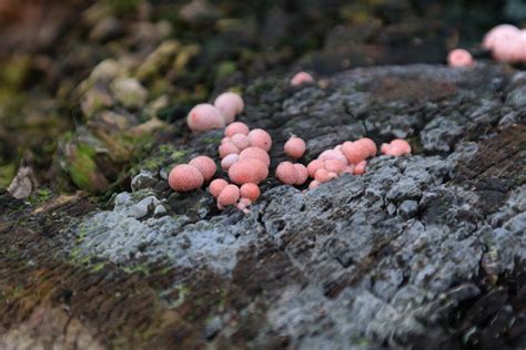 Free Images : tree, nature, rock, leaf, flower, wildlife, produce, autumn, soil, pink, flora ...