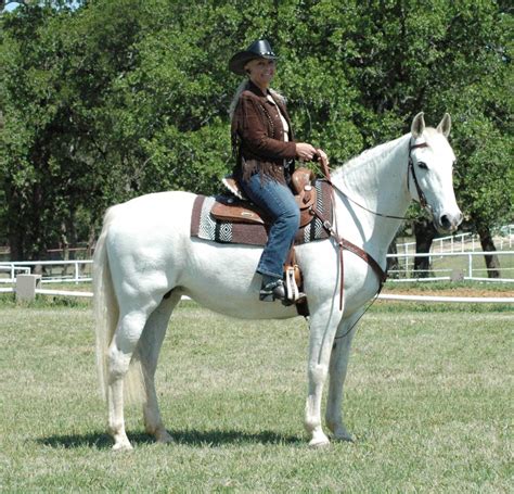 Western Dressage Training | Joan Myrthue Dressage