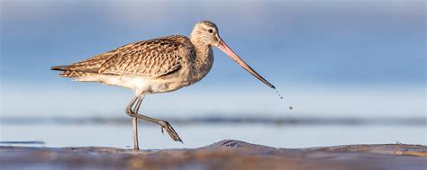 Bar Tailed Godwit Migration