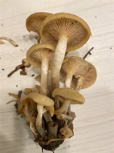 Maryland Biodiversity Project - Ringless Honey Mushroom (Desarmillaria ...