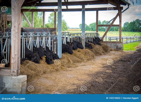 Galloway cattle on a farm stock photo. Image of bovine - 142218832