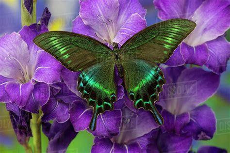 The Common Peacock Swallowtail Butterfly, Papilio bianor - Stock Photo ...