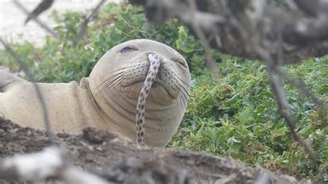 Hawaiian monk seal with eel stuck in nose caught on camera in 'rare' sighting | Fox News