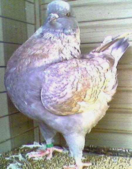 King Pigeon Pictures ~ ENCYCLOPEDIA OF PIGEON BREEDS