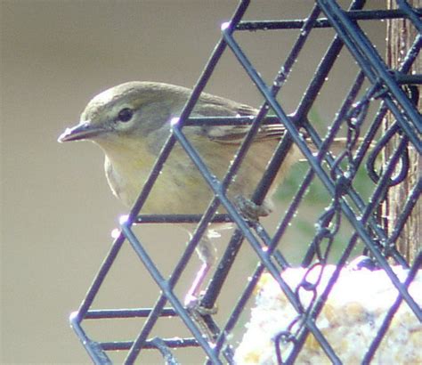 Piedmont Birding : Nest Building in Full Swing