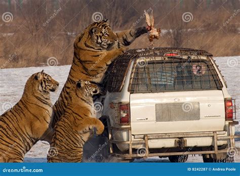 Tiger Feeding Time Royalty Free Stock Photography - Image: 8242287