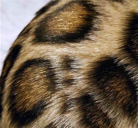 Bengal Cat Colors and Patterns