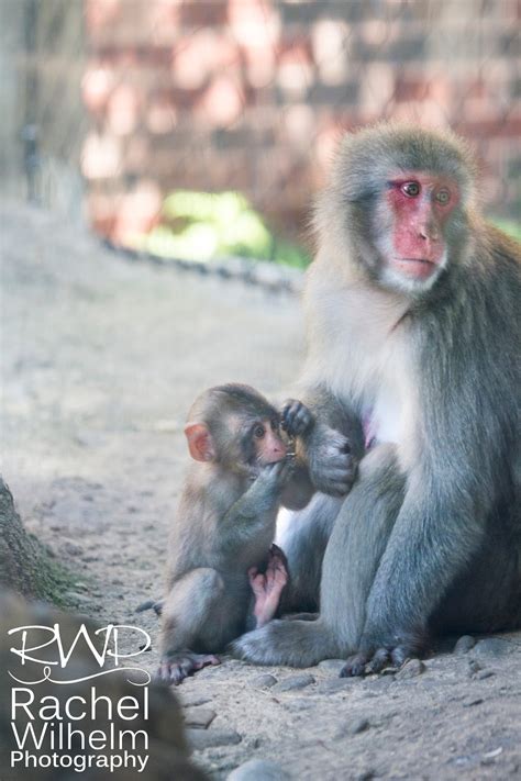 RWP Wildlife: Baby Monkey Playing with Mother