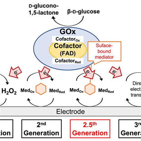 Scheme 1. Reaction scheme of glucose oxidation catalyzed by glucose... | Download Scientific Diagram