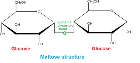 Glycosidic Bond | Definition & Types - Lesson | Study.com