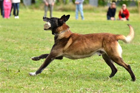 Belgian Malinois Agility • Globerove.com