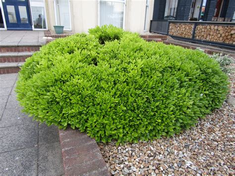 Pittosporum Tobira Nanum. Shrubs for Sale. Letsgoplanting.co.uk