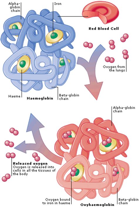 The Bohr Effect - HubPages