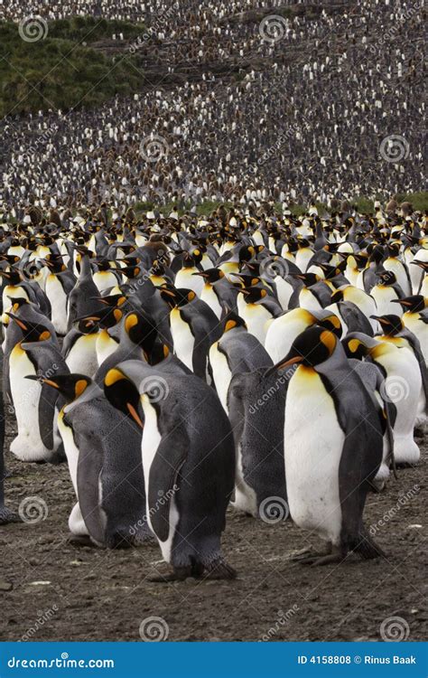 King Penguin Colony stock photo. Image of penguin, thousands - 4158808