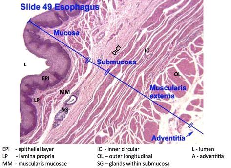 13 Histology - Esophagus ideas | squamous, glands, histology slides