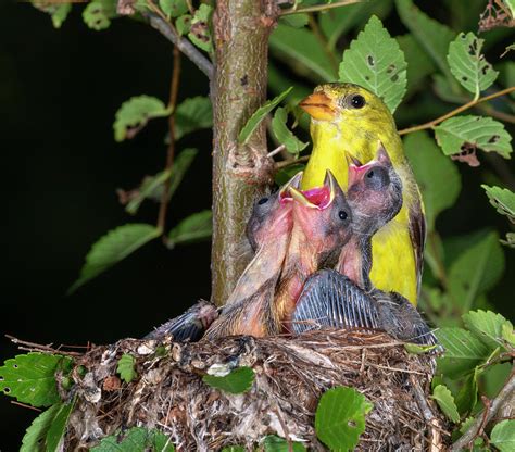 American Goldfinch Feeding Nestlings Photograph by Ivan Kuzmin - Pixels