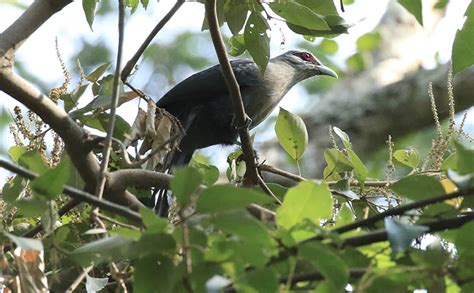 Bird Watching At Jim Corbett - Online Corbett Booking