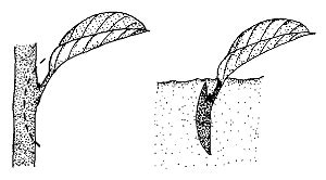 Plant Propagation by Leaf, Cane, and Root Cuttings | NC State Extension Publications