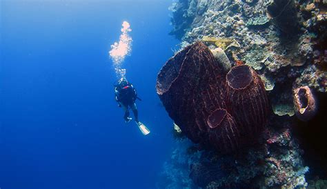 51 Liveaboards in Banda Sea, Indonesia - LiveAboard.com