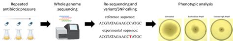 Vertical Gene Transfer