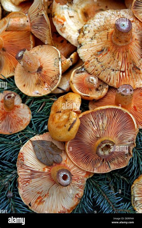 Lactarius edible mushrooms hi-res stock photography and images - Alamy