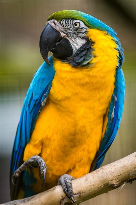 Blue And Yellow Macaw Free Stock Photo - Public Domain Pictures