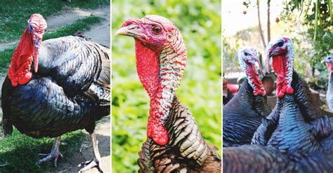 Turkey Anatomy: Revealing the Mysteries of Snood, Caruncle, Wattle, and ...