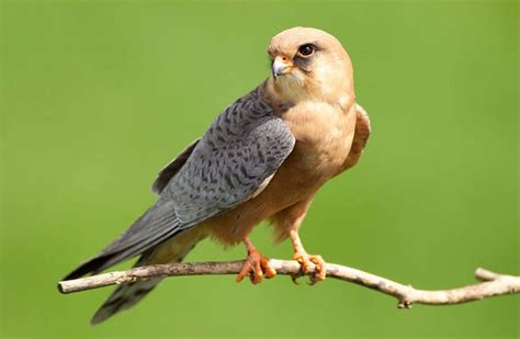 The Red-Footed Falcon (Falco vespertinus)