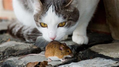 How the mouse came to live alongside humans - BBC News