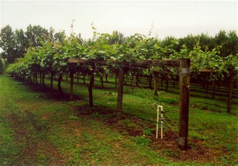 Kiwi Farming - Kiwifruit Farming