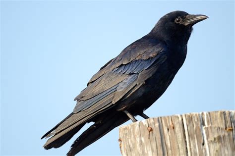 Crow Symbolism and Deeper Meaning of the Crow on Whats-Your-Sign