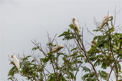 Northern Territory Wildlife - HawkeBackpacking.com