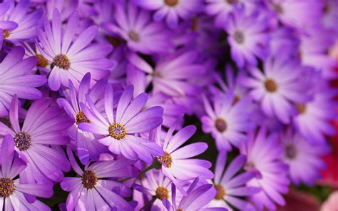 Purple Flowers Picture wallpaper | 1920x1200 | #23473