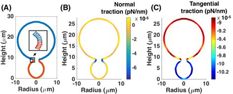 Tractions can predict experimentally observed values of line tension at... | Download Scientific ...