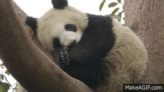 Sleepy Panda Gif