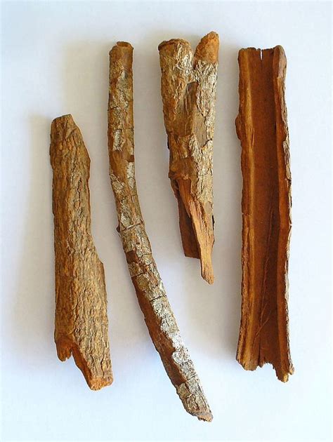 Cinchona Bark – NutraWiki