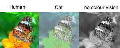 ARCHIVE - Cats - Comparative Physiology of Vision