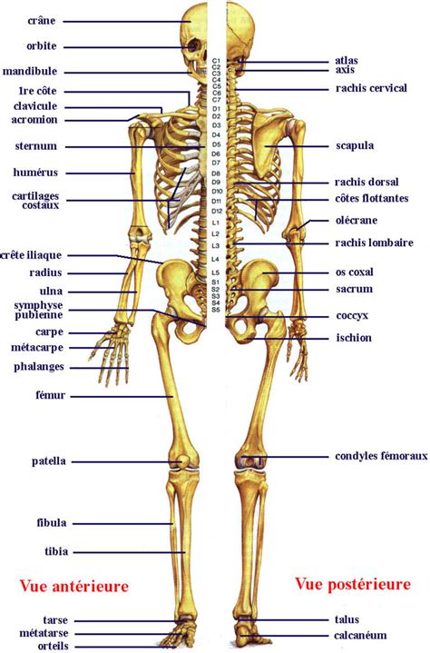 Planche 1. Le squelette humain. (source : Boutillier et Outrequin 2004) | Medical knowledge, Ear ...