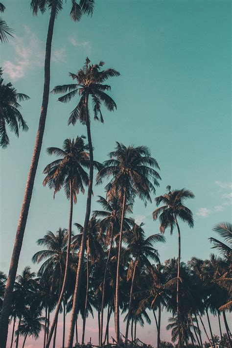 HD wallpaper: Sunset on the beach, coconut trees under clear sky, palm, android wallpapers ...