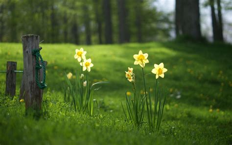 Spring Daffodils Flowers Wallpapers - Wallpaper Cave