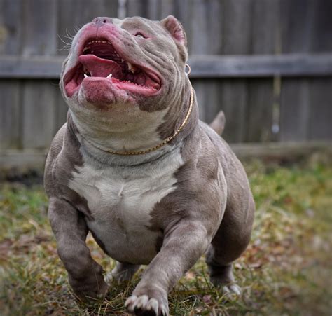 AMERICAN BULLY BREEDINGS: THE BEST POCKET BULLY PUPPIES FOR SALE | by VENOMLINE POCKET BULLY’S ...