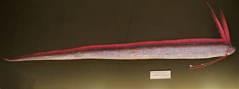 Regalecus glesne (The Giant Oarfish or The King of Herrings). Is the world's longest bony fish ...