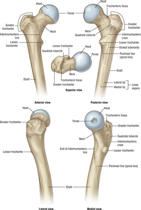 Hip and femur | Musculoskeletal Key