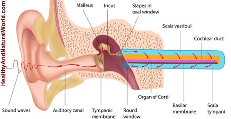 Otitis Interna: Causes, Symptoms and Treatments