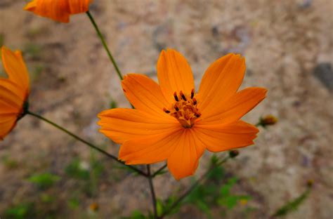 Cosmos sulphureus (Asteraceae) image 79335 at PhytoImages.siu.edu