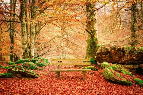 8 bosques en los que disfrutar del otoño en España | Sitios de España ...