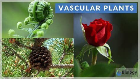 Vascular plants Definition and Examples - Biology Online Dictionary