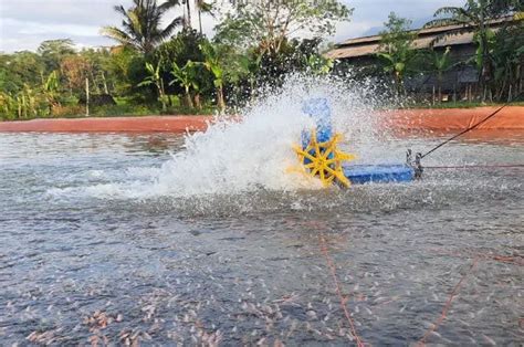 Aerator Kolam Ikan Nila [Fungsi + Manfaat] | PakanPabrik.com