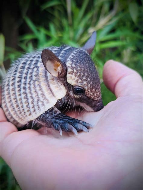 Baby Screaming Hairy Armadillo For Sale - Underground Reptiles